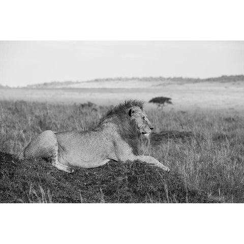Africa-Kenya-Serengeti-Maasai Mara-Young male lion in typical Serengeti plains habitat Black Modern Wood Framed Art Print by Hopkins, Cindy Miller