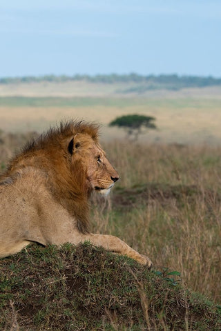 Africa-Kenya-Serengeti Plains-Maasai Mara-Young male lion in typical Serengeti habitat White Modern Wood Framed Art Print with Double Matting by Hopkins, Cindy Miller