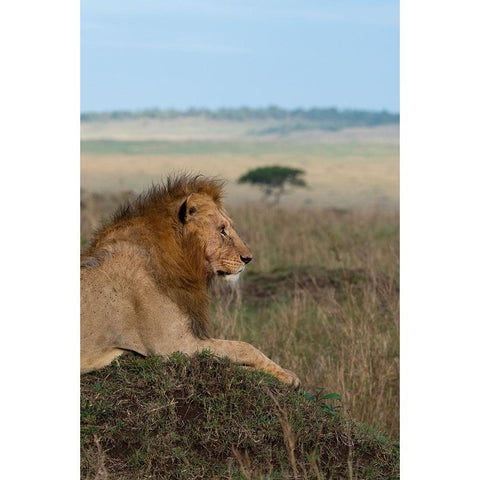 Africa-Kenya-Serengeti Plains-Maasai Mara-Young male lion in typical Serengeti habitat Black Modern Wood Framed Art Print by Hopkins, Cindy Miller
