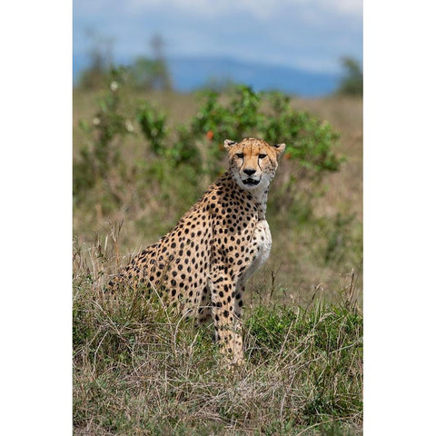 Africa-Kenya-Serengeti Plains-Maasai Mara-Female cheetah-endangered species Black Modern Wood Framed Art Print by Hopkins, Cindy Miller