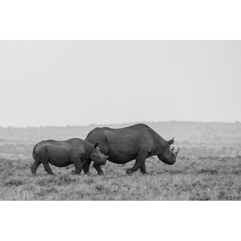 Africa-Kenya-Serengeti-Maasai Mara-Black rhinoceros-Critically endangered Black Modern Wood Framed Art Print by Hopkins, Cindy Miller