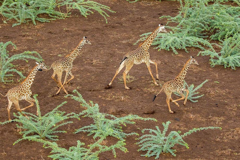 Africa-Kenya-Shompole-Aerial view herd of Giraffes running in Shompole Conservancy in Rift Valley White Modern Wood Framed Art Print with Double Matting by Souders, Paul