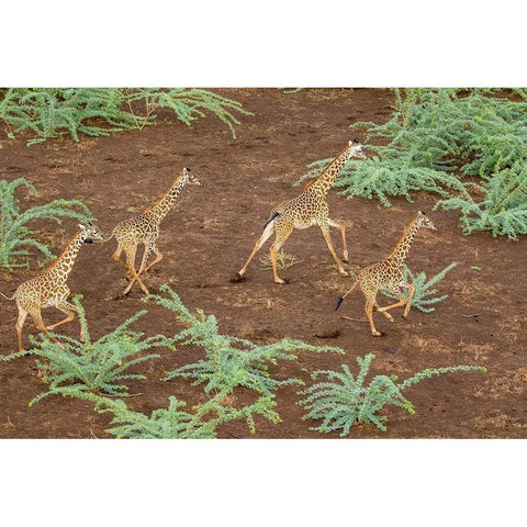 Africa-Kenya-Shompole-Aerial view herd of Giraffes running in Shompole Conservancy in Rift Valley Black Modern Wood Framed Art Print by Souders, Paul