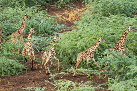 Africa-Kenya-Shompole-Aerial view herd of Giraffes walking in Shompole Conservancy in Rift Valley Black Ornate Wood Framed Art Print with Double Matting by Souders, Paul