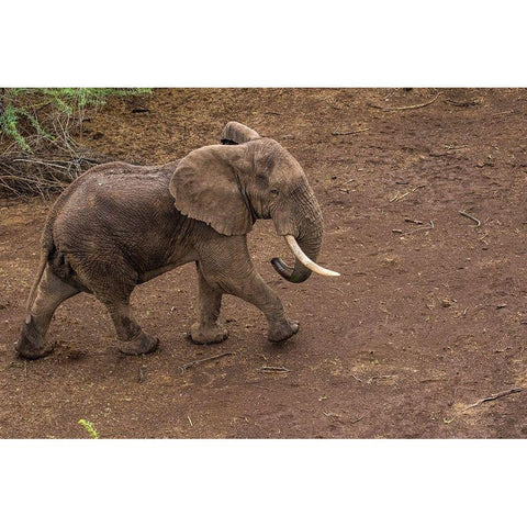 Africa-Kenya-Shompole-Aerial view of large adult Elephant walking Black Modern Wood Framed Art Print by Souders, Paul