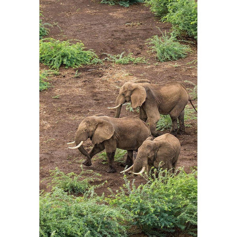 Africa-Kenya-Shompole-Aerial view of adult Elephants walking Black Modern Wood Framed Art Print by Souders, Paul