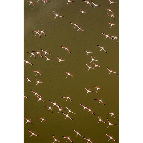 Africa-Kenya-Magadi-Aerial view of Lesser Flamingos flying along shore of Lake Magadi Black Modern Wood Framed Art Print by Souders, Paul