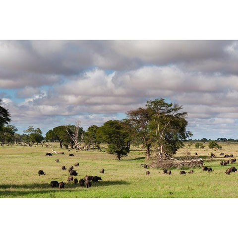 Landscape of the savannah-Tsavo-Kenya Black Modern Wood Framed Art Print by Pitamitz, Sergio