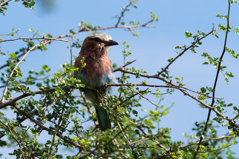 A lilac-breasted roller-Coracias caudatus-on a branch-Tsavo-Kenya Black Ornate Wood Framed Art Print with Double Matting by Pitamitz, Sergio