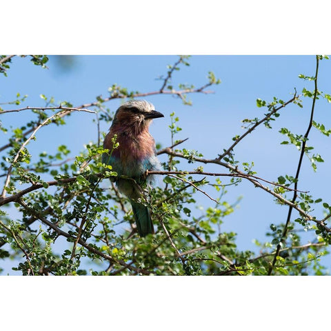 A lilac-breasted roller-Coracias caudatus-on a branch-Tsavo-Kenya Black Modern Wood Framed Art Print by Pitamitz, Sergio