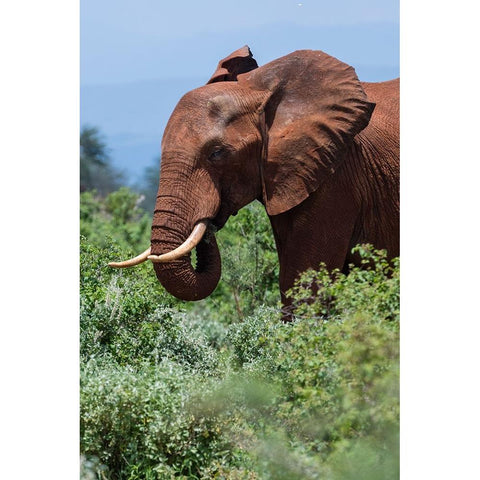 African elephant-Loxodonta africana-Tsavo-Kenya Black Modern Wood Framed Art Print by Pitamitz, Sergio
