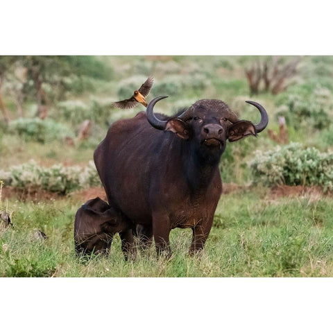 African buffalo-Syncerus caffer-and its calf-Tsavo-Kenya Black Modern Wood Framed Art Print by Pitamitz, Sergio