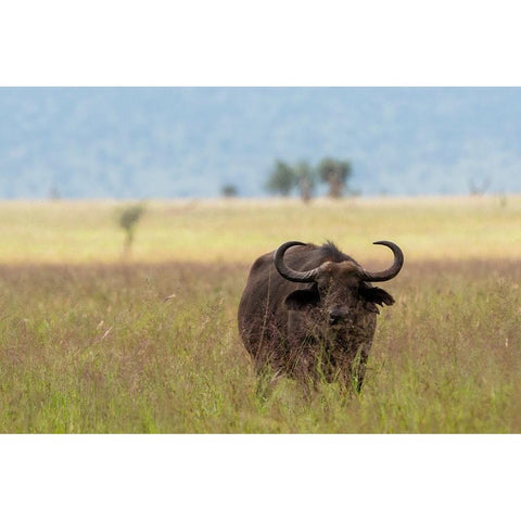 African buffalo-Syncerus caffer-Tsavo-Kenya Black Modern Wood Framed Art Print by Pitamitz, Sergio