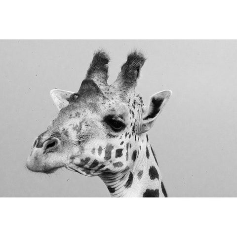 Portrait of a giraffe-Giraffa camelopardalis-Tsavo-Kenya Gold Ornate Wood Framed Art Print with Double Matting by Pitamitz, Sergio