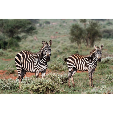 Plains zebra-Equus quagga-Tsavo-Kenya Black Modern Wood Framed Art Print by Pitamitz, Sergio