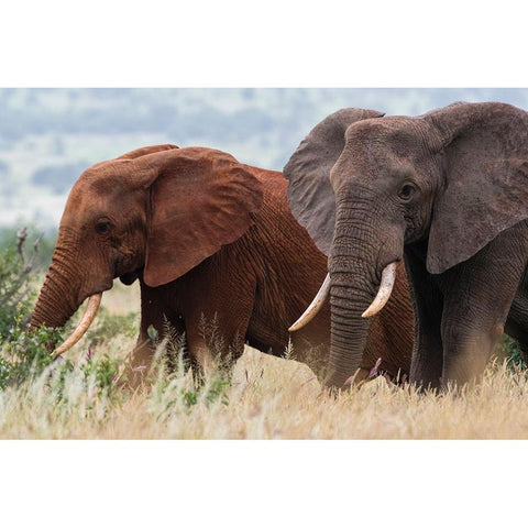 Two African elephants-Loxodonta africana-Tsavos soil-Tsavo-Kenya Black Modern Wood Framed Art Print by Pitamitz, Sergio