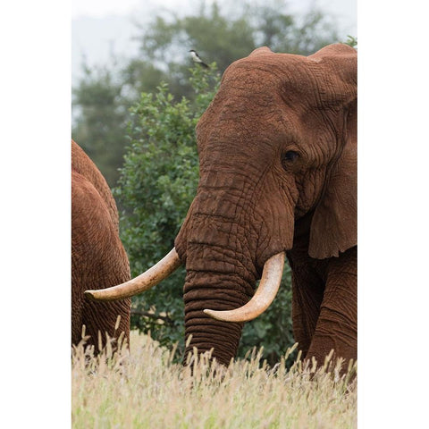 African elephant-Loxodonta africana-Tsavo-Kenya Black Modern Wood Framed Art Print with Double Matting by Pitamitz, Sergio