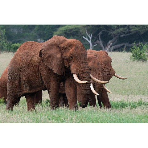 African elephants-Loxodonta africana-Tsavo-Kenya Gold Ornate Wood Framed Art Print with Double Matting by Pitamitz, Sergio