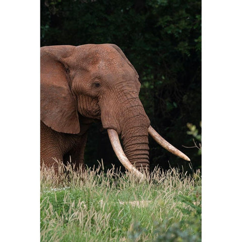 An African elephant-Loxodonta africana-with long tusks-walking in a forest-Tsavo-Kenya Black Modern Wood Framed Art Print by Pitamitz, Sergio