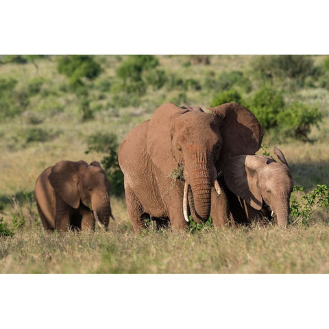 A female African elephant-Loxodonta africana-and calves-Lualenyi-Tsavo-Kenya Black Modern Wood Framed Art Print by Pitamitz, Sergio