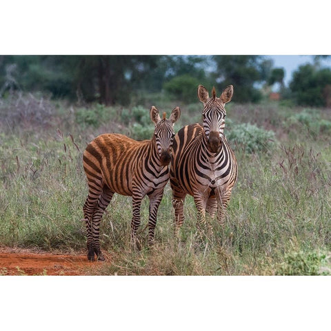 Plains zebra-Equus quagga-and calf-Tsavo-Kenya Black Modern Wood Framed Art Print with Double Matting by Pitamitz, Sergio