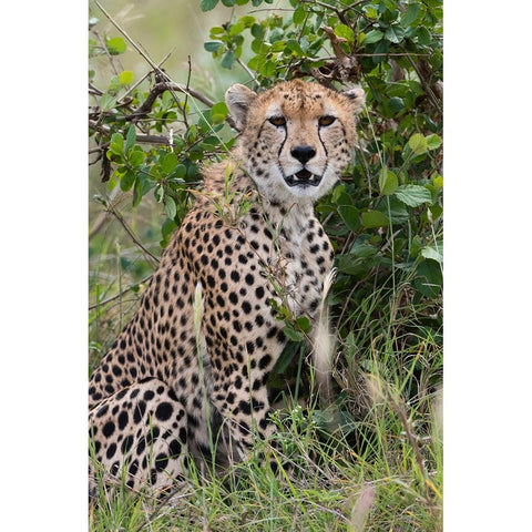 Cheetah-Acinonyx jubatus-Tsavo-Kenya Black Modern Wood Framed Art Print by Pitamitz, Sergio