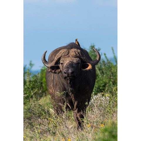 Yellow-billed oxpecker-Buphagus africanus-on a Cape buffalo-Syncerus caffer-Tsavo-Kenya Black Modern Wood Framed Art Print with Double Matting by Pitamitz, Sergio