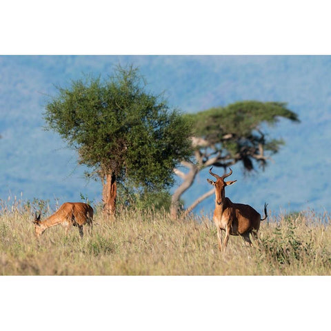 Cokes hartebeest-Alcelaphus buselaphus cokii-with its calf-Lualenyi-Tsavo-Kenya Black Modern Wood Framed Art Print with Double Matting by Pitamitz, Sergio