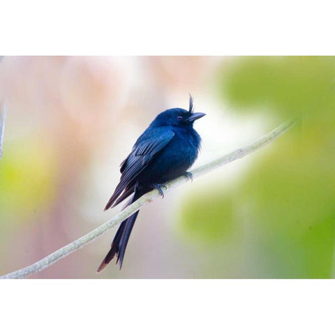 Madagascar Crested drongo perched on limb Gold Ornate Wood Framed Art Print with Double Matting by Williams, Joanne