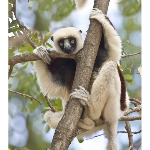 Madagascar Sifaka lemur perched in tree White Modern Wood Framed Art Print by Williams, Joanne