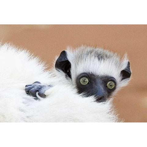 Madagascar Verreaus sifaka baby and mother Black Modern Wood Framed Art Print by Williams, Joanne