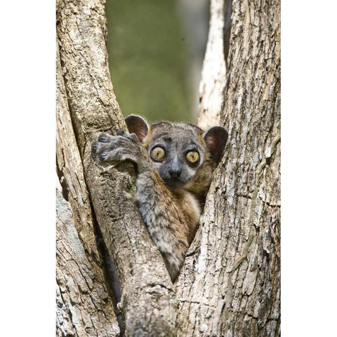 Madagascar White-footed sportive lemur in tree Black Modern Wood Framed Art Print with Double Matting by Williams, Joanne