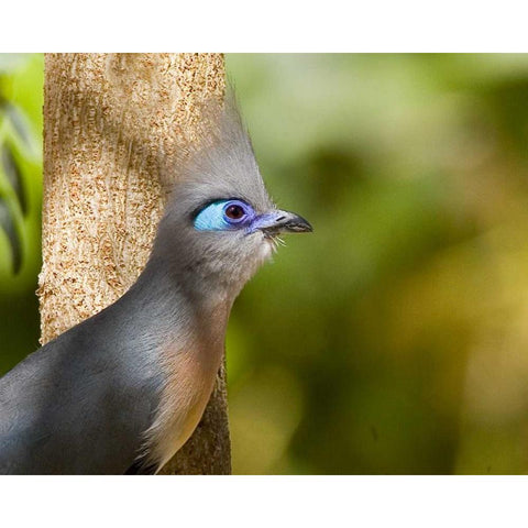Madagascar Crested coua next to tree White Modern Wood Framed Art Print by Williams, Joanne