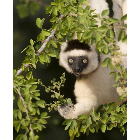 Madagascar Verreauxs sifaka hanging in tree White Modern Wood Framed Art Print by Williams, Joanne