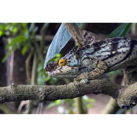 Madagascar Chameleon crawls on tree limb Gold Ornate Wood Framed Art Print with Double Matting by Williams, Joanne