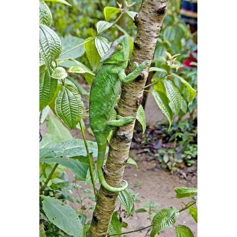 Madagascar Chameleon crawls up tree limb White Modern Wood Framed Art Print by Williams, Joanne