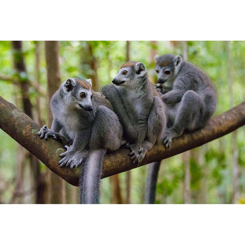 Madagascar-Ankarana-Ankarana Reserve Crowned lemurs Black Modern Wood Framed Art Print by Hogstrom, Inger