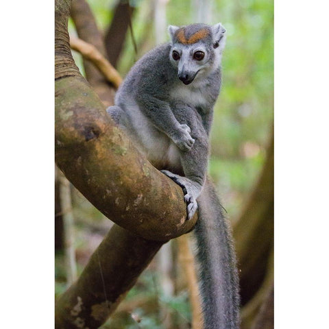 Madagascar-Ankarana-Ankarana Reserve Crowned lemur in a tree Black Modern Wood Framed Art Print by Hogstrom, Inger