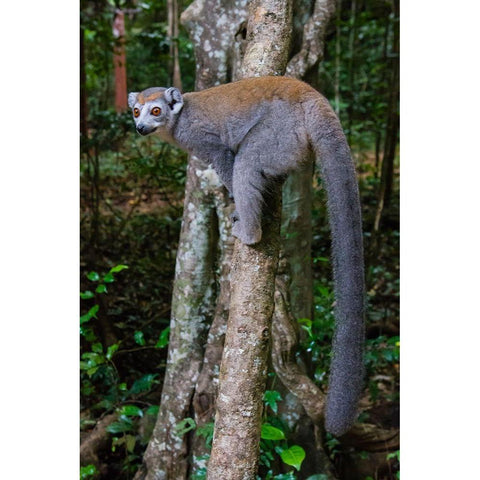 Madagascar-Ankarana-Ankarana Reserve Crowned lemur showing off her long tail White Modern Wood Framed Art Print by Hogstrom, Inger