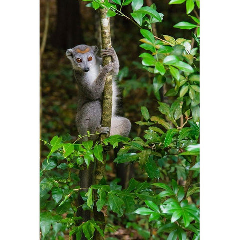 Madagascar-Ankarana-Ankarana Reserve Crowned lemur Curious lemur looks out of the forest Gold Ornate Wood Framed Art Print with Double Matting by Hogstrom, Inger