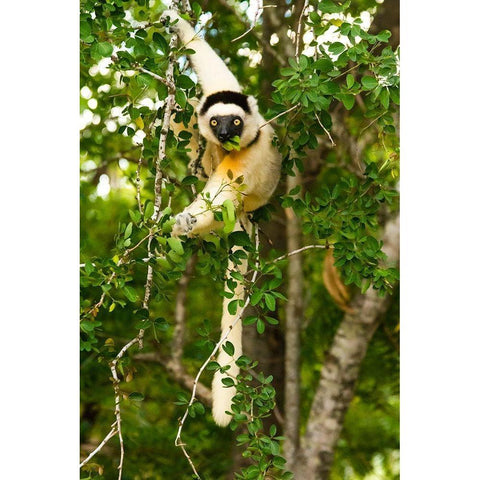 Madagascar-Berenty-Berenty Reserve Verreauxs sifaka eating leaves in a tree Black Modern Wood Framed Art Print with Double Matting by Hogstrom, Inger