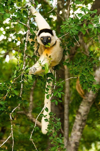 Madagascar-Berenty-Berenty Reserve Verreauxs sifaka eating leaves in a tree Black Ornate Wood Framed Art Print with Double Matting by Hogstrom, Inger