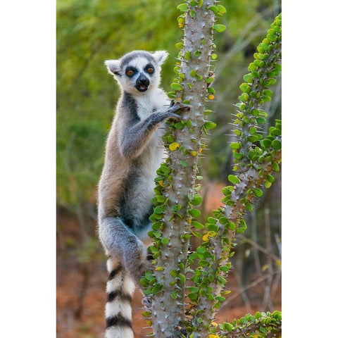 Madagascar-Berenty-Berenty Reserve Ring-tail lemur eating leaves from a Alluaudia procera tree White Modern Wood Framed Art Print by Hogstrom, Inger