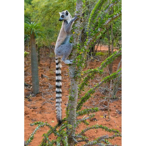Madagascar-Berenty-Berenty Reserve Ring-tail lemur eating leaves from a Alluaudia procera tree White Modern Wood Framed Art Print by Hogstrom, Inger