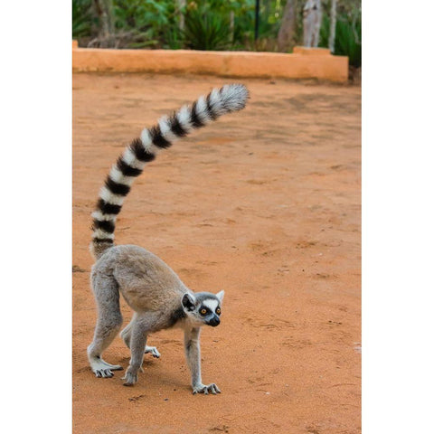 Madagascar-Berenty-Berenty Reserve Ring-tailed lemur walking White Modern Wood Framed Art Print by Hogstrom, Inger