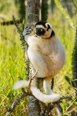 Madagascar-Berenty-Berenty Reserve Verreauxs sifaka in a Alluaudia procera tree Black Ornate Wood Framed Art Print with Double Matting by Hogstrom, Inger