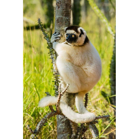 Madagascar-Berenty-Berenty Reserve Verreauxs sifaka in a Alluaudia procera tree Gold Ornate Wood Framed Art Print with Double Matting by Hogstrom, Inger