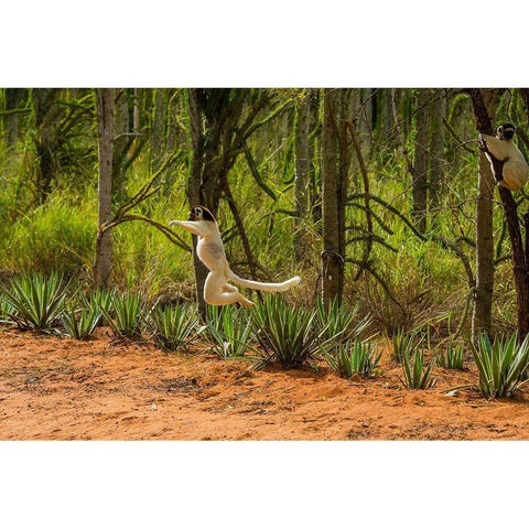 Madagascar-Berenty-Berenty Reserve Verreauxs sifaka leaping down to the road Black Modern Wood Framed Art Print with Double Matting by Hogstrom, Inger