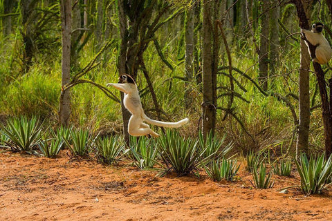 Madagascar-Berenty-Berenty Reserve Verreauxs sifaka leaping down to the road Black Ornate Wood Framed Art Print with Double Matting by Hogstrom, Inger