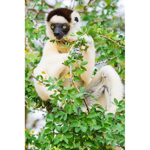 Madagascar-Berenty-Berenty Reserve Verreauxs sifaka eating leaves in a tree Black Modern Wood Framed Art Print with Double Matting by Hogstrom, Inger